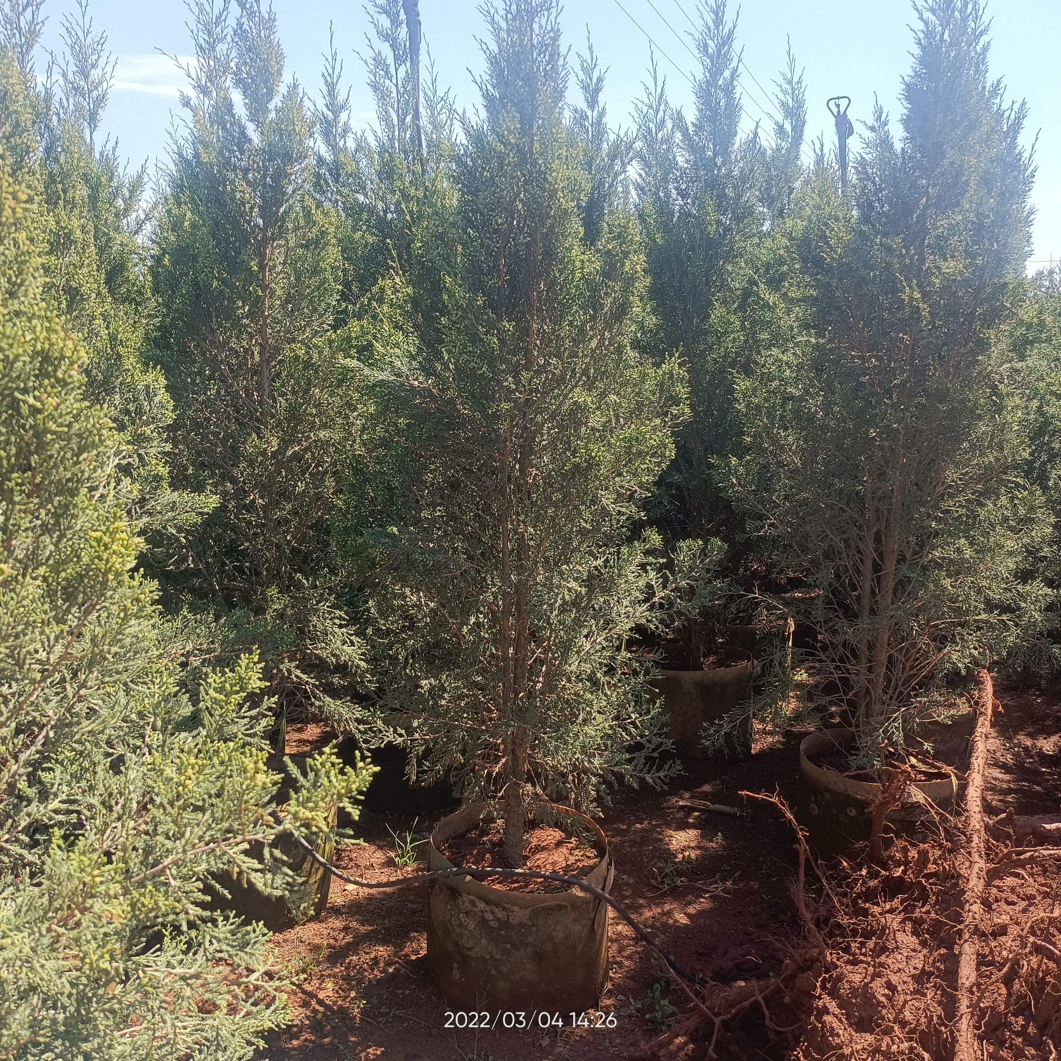 塔柏 营养袋 16/18营养 大号美制袋 基地直