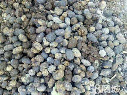 全州县纯羊粪