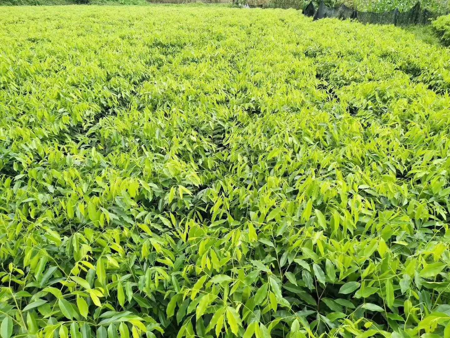 沉香苗 土沉香白木香树苗