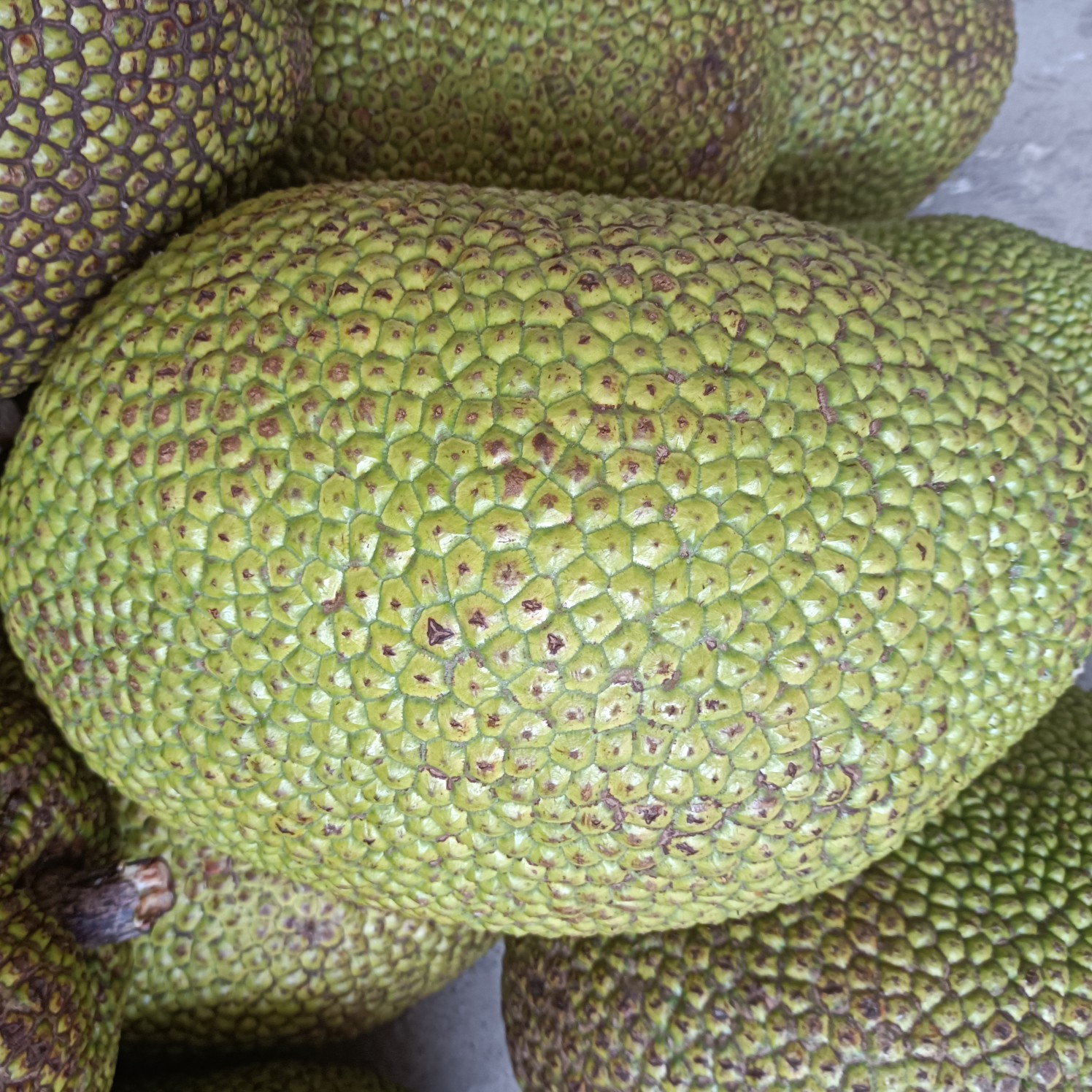 [菠萝蜜批发]海南三亚菠萝蜜泰8红肉菠萝蜜泰8红肉菠萝蜜价格2.