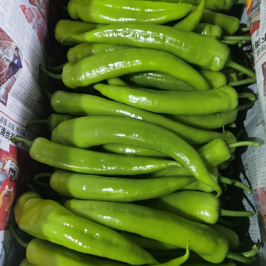 福清市黄皮辣椒 黄皮尖椒，产地直供，价美物廉，先到先得
