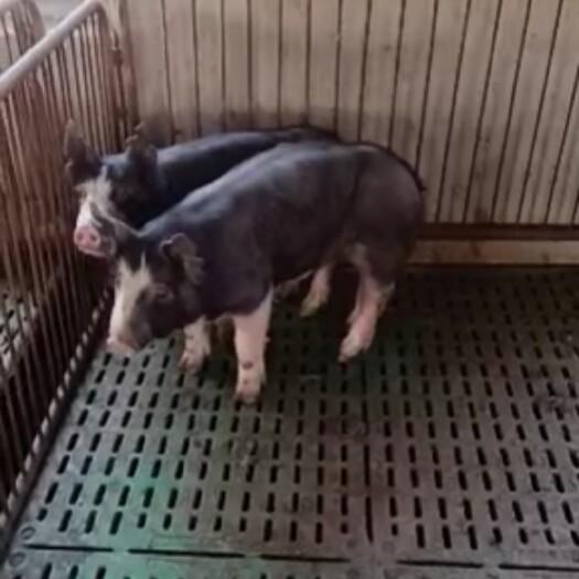 连云港巴克夏种公猪，巴克夏种母猪，雪花肉，新美系巴克夏母猪。