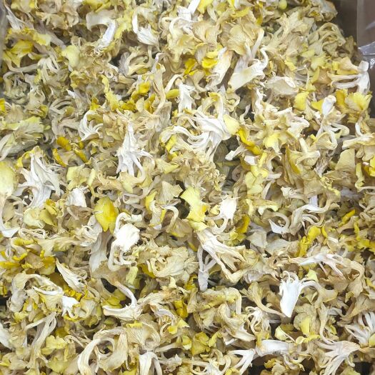 丽江 精选鸡油菌，质量上乘，品质保证，一件代发，量大从优。
