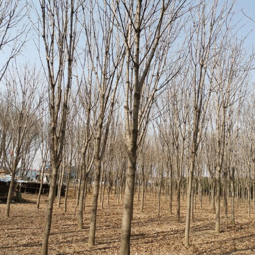 沭阳县 七叶树三泰园林苗圃直销1-25公分普提树苗庭院街道绿化七叶树