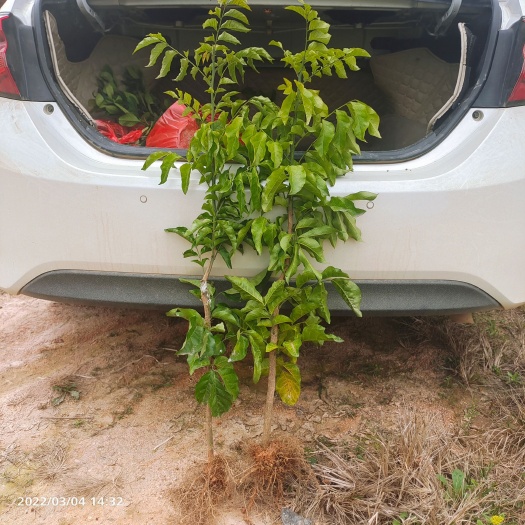 灵山县黑黄皮果苗  黑黄皮苗香蜜黑黄皮苗，地苗，带泥球杯苗等等