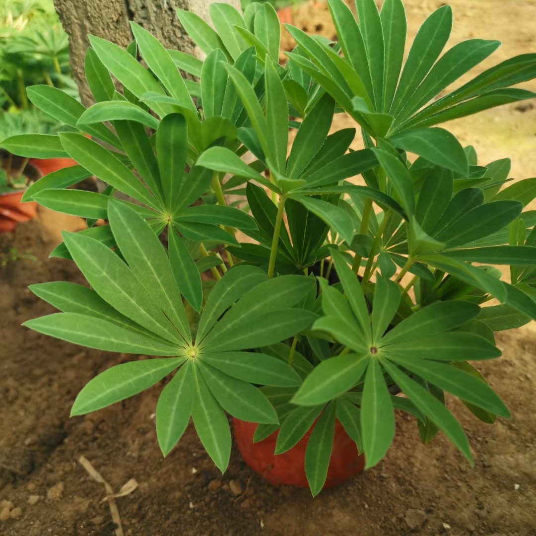 鲁冰花盆栽 羽扇豆，鲁冰花