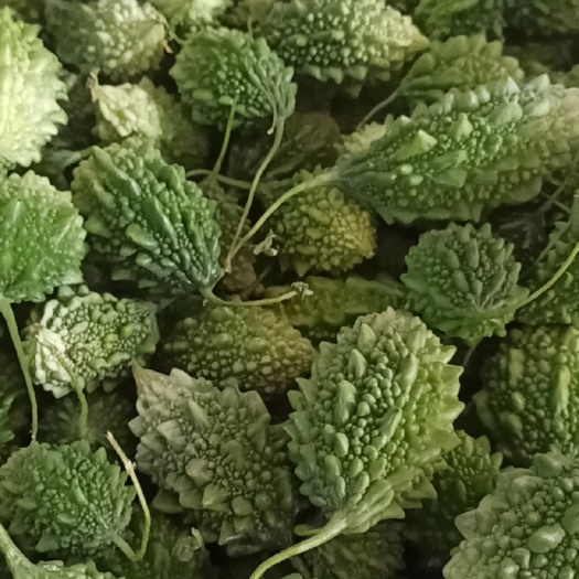 景洪市山野菜西双版纳苦瓜山苦瓜小苦瓜绿苦瓜顺丰包邮