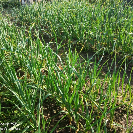 钟祥市红根蒜苗自己家里种地
