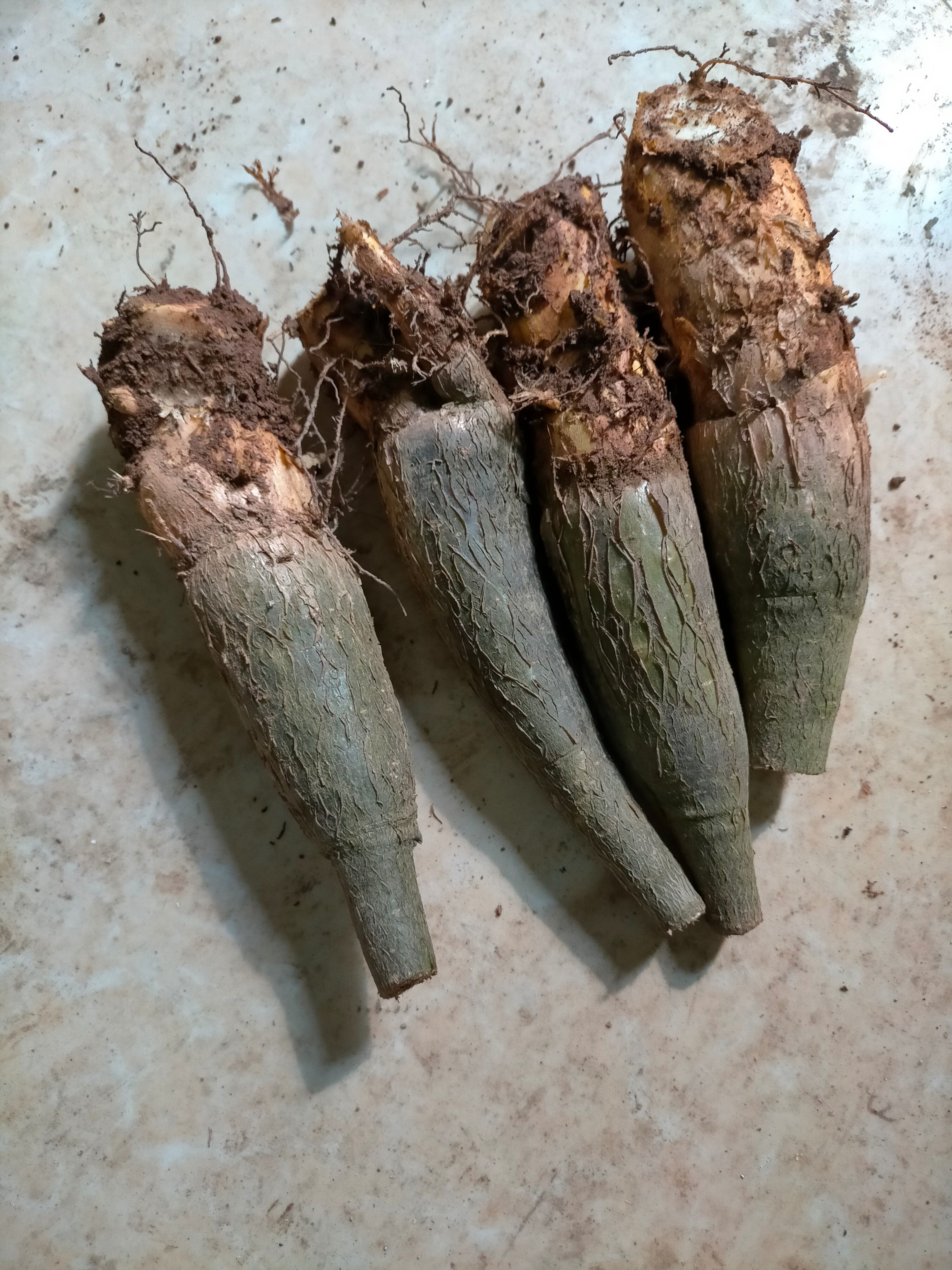 大叶发财树  发财树树头子，2.5～4㎝直径 高度10～20