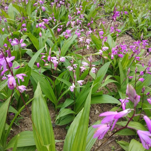 竹溪县白及 紫花三叉大白芨茎块种