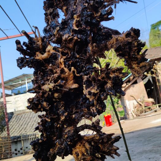 资阳黄荆桩 碳化黄荆桩，舍利桩，喜欢的来聊