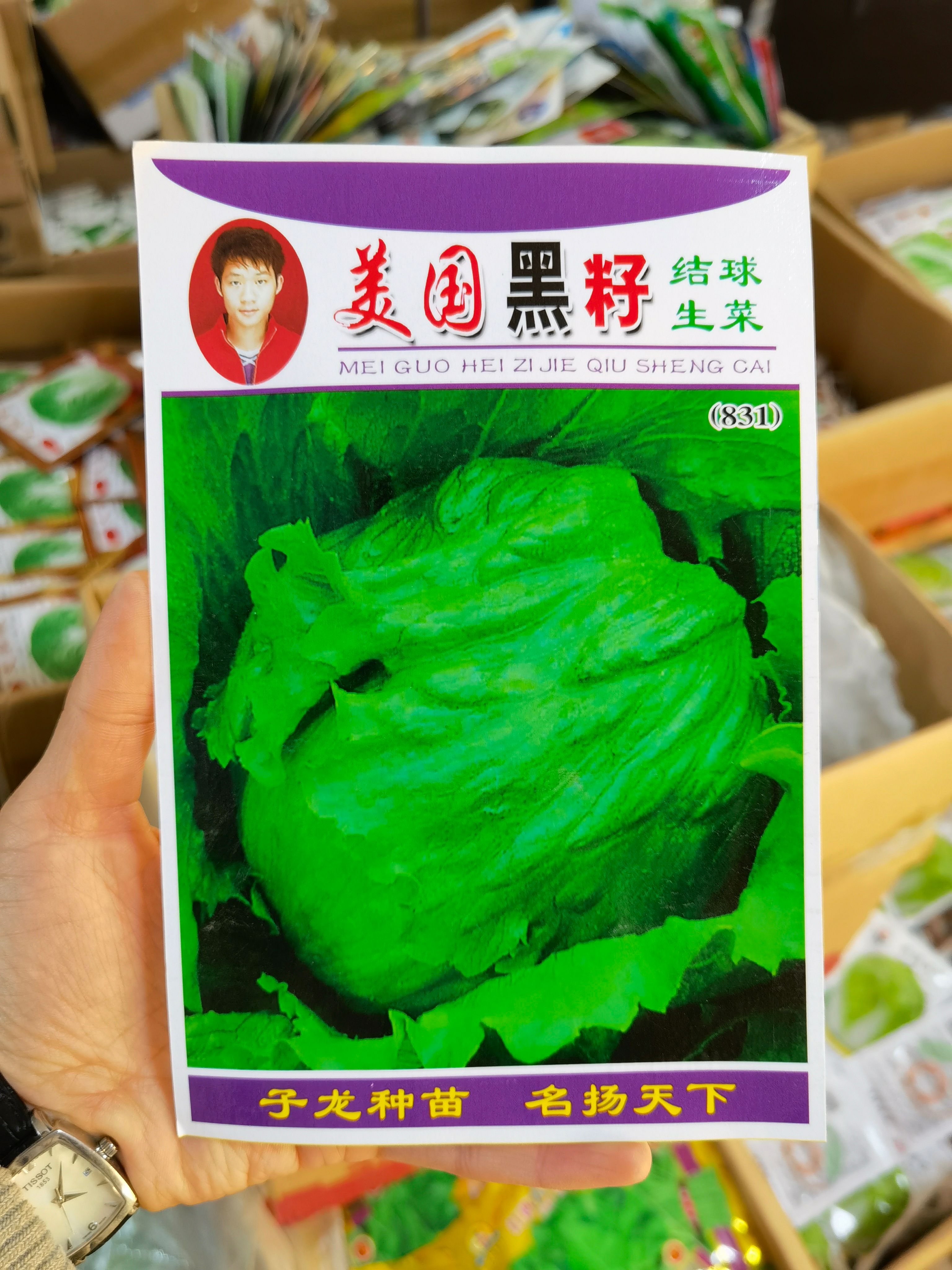 西安结球生菜种子包心球形生菜卷心菜春秋四季阳台盆栽蔬菜种子