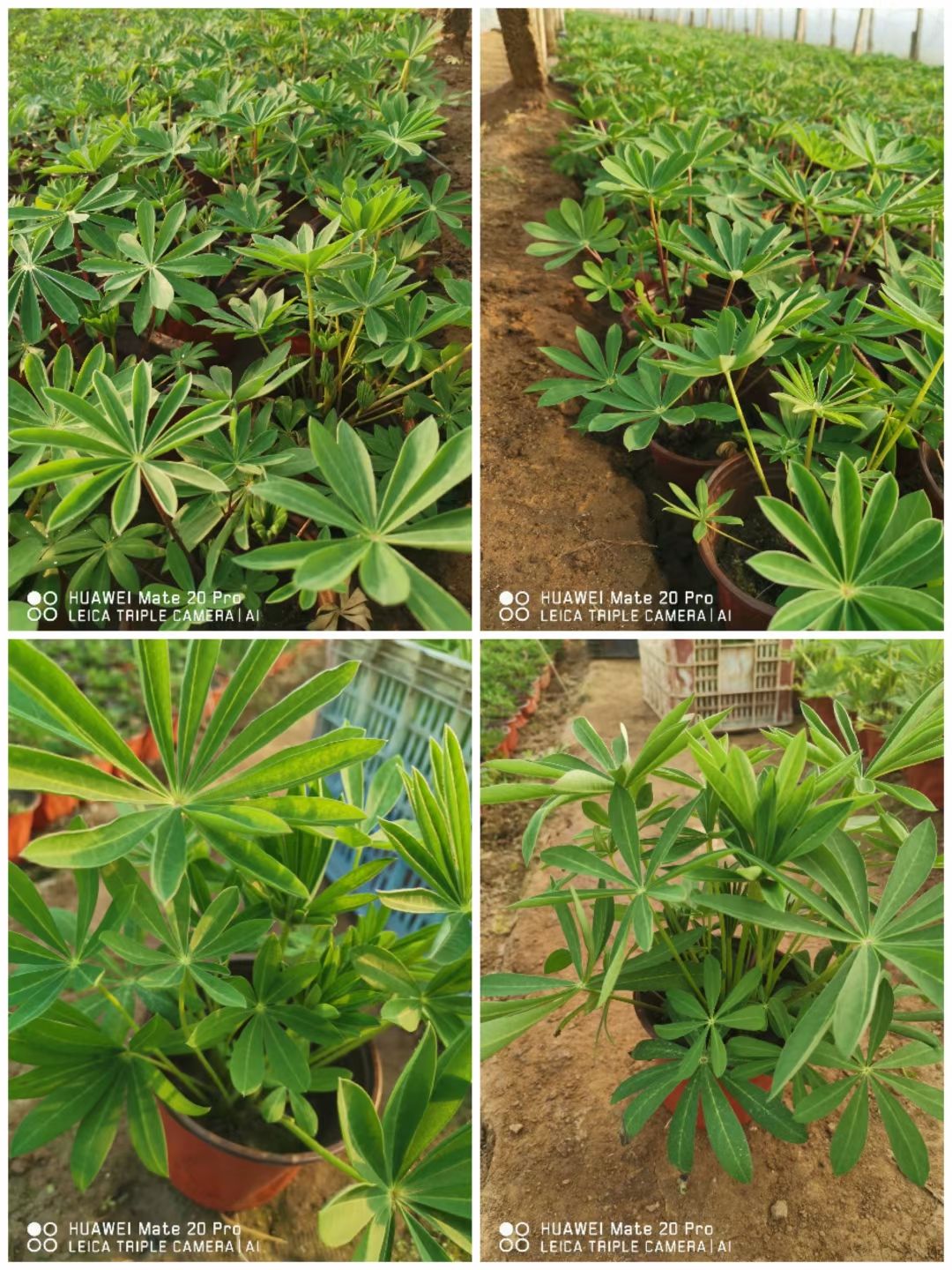 鲁冰花盆栽 羽扇豆，鲁冰花