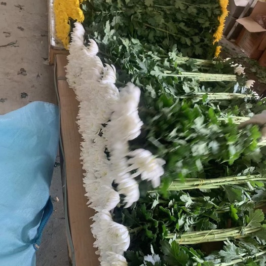 新沂市菊花切花   黄白菊各种质量清明用花开始备货