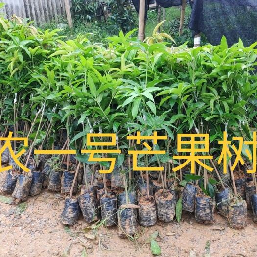 田东县台农一号芒果苗 台农一号芒果树苗，台农1号芒果，百色芒果树苗