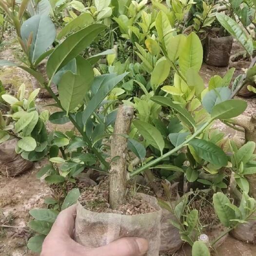 浦北县 广东香水柠檬苗