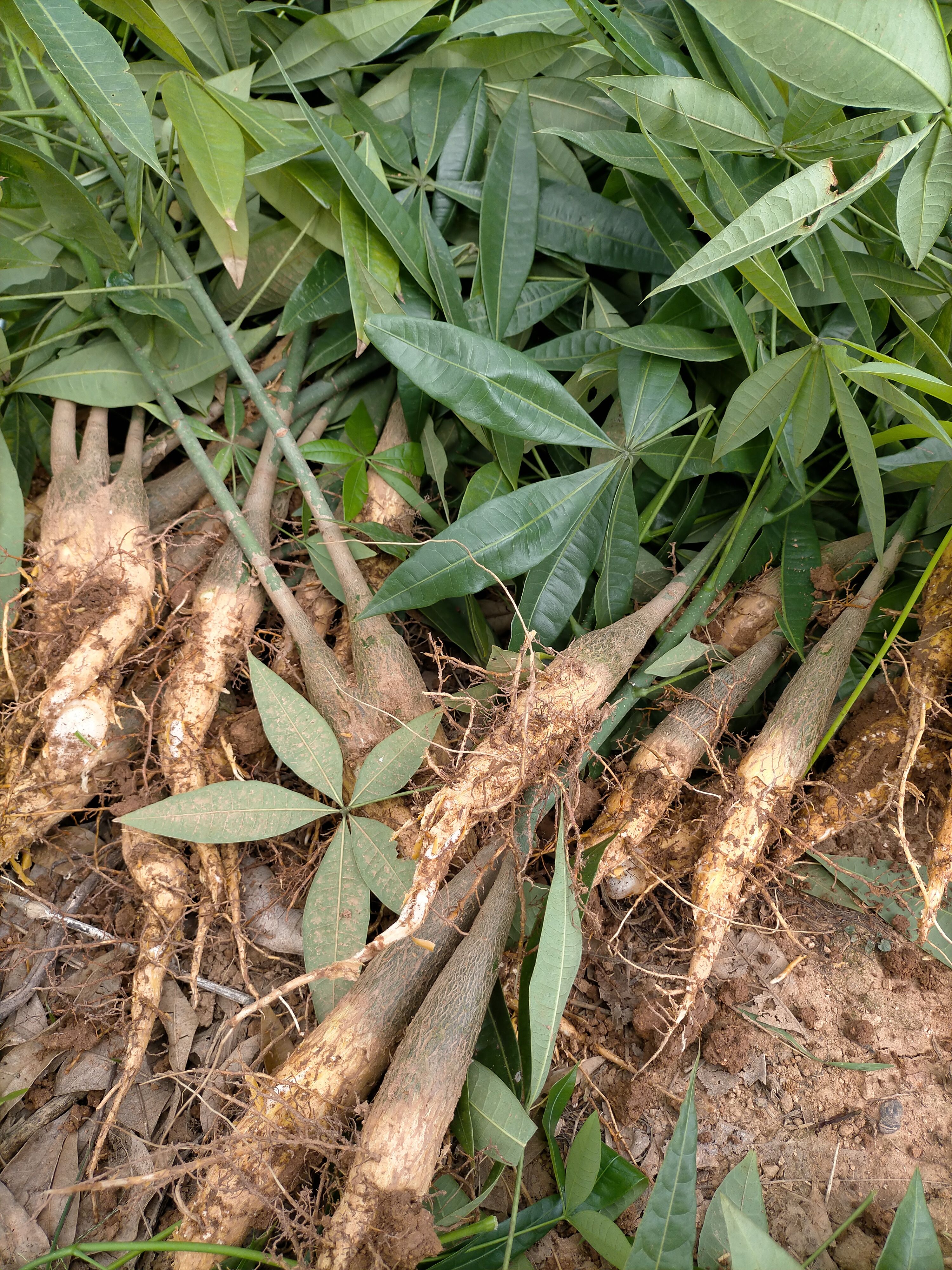 大叶发财树  发财树树头子，2.5～4㎝直径 高度10～20