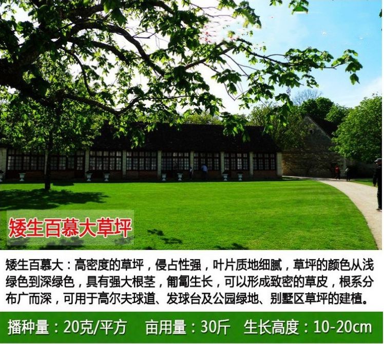 四季青草种子草坪种子四季常青庭院别墅绿化耐寒耐旱耐践踏