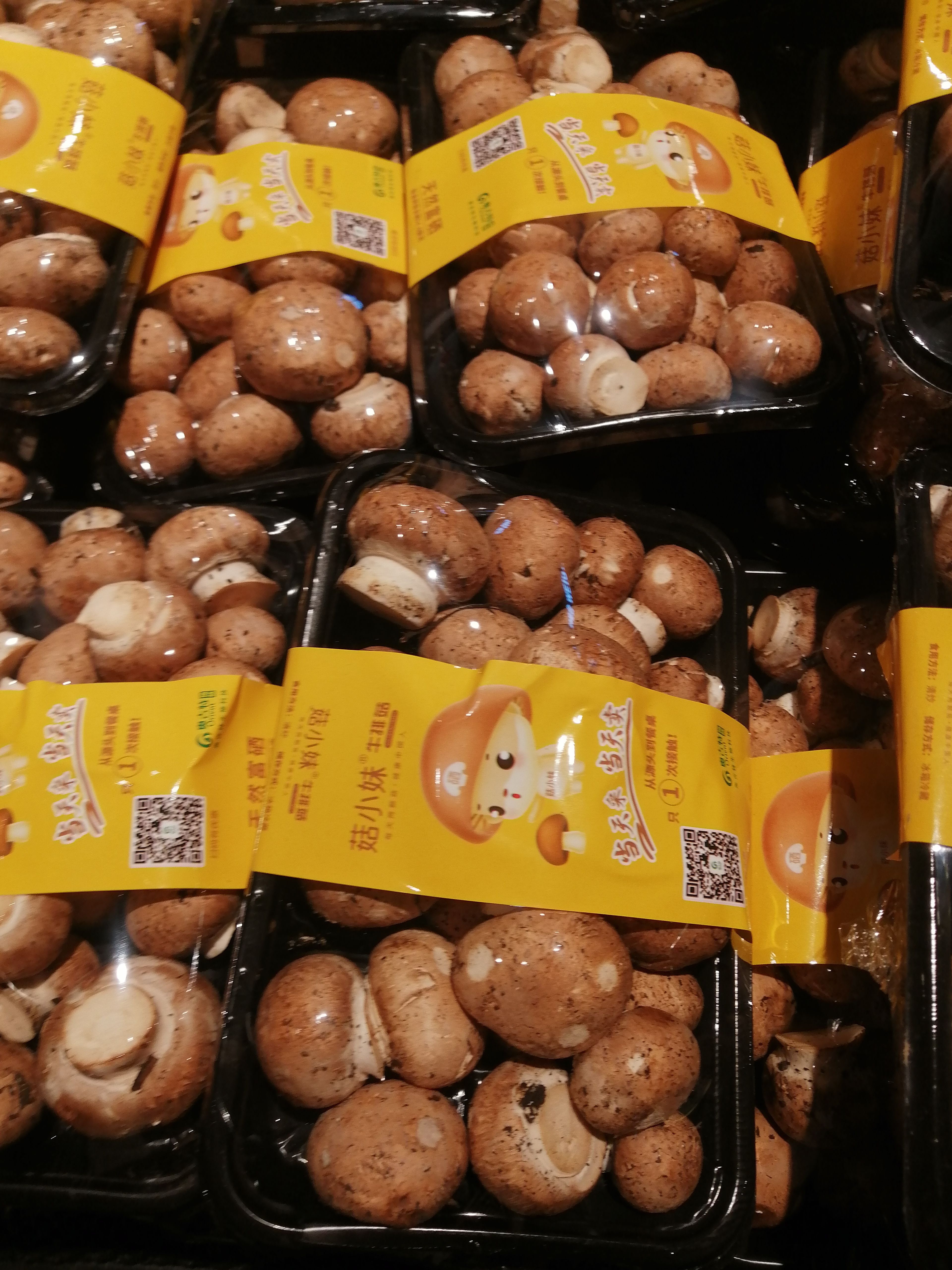 洛阳 奥吉特褐蘑菇 牛排菇