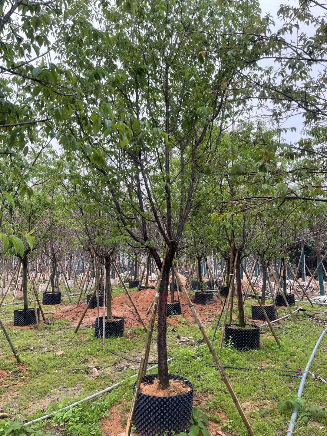 福建山樱花    樱花