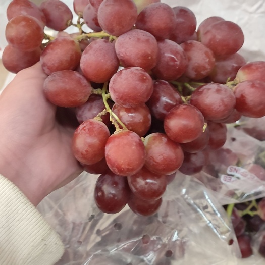 上海 智利红提