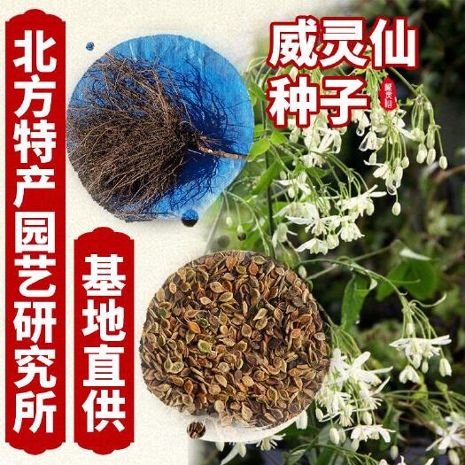 威灵仙种子 出售威灵仙（山辣椒）种子免费提供种子种植技术