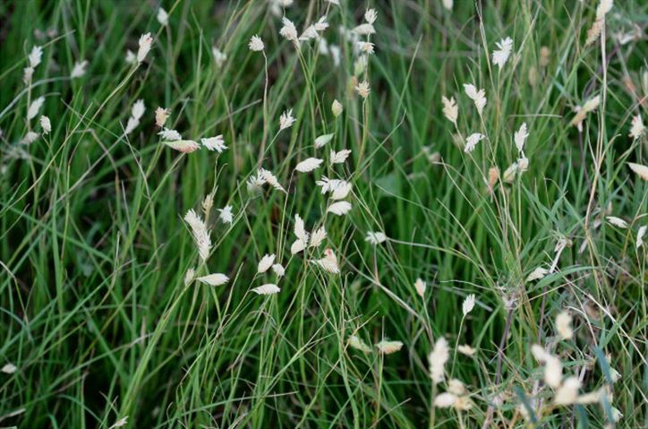 野牛草种子 野-牛草种子  野草种子四季常青草籽护坡固土耐寒
