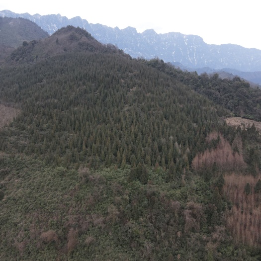 大邑县有林地，100亩茶园