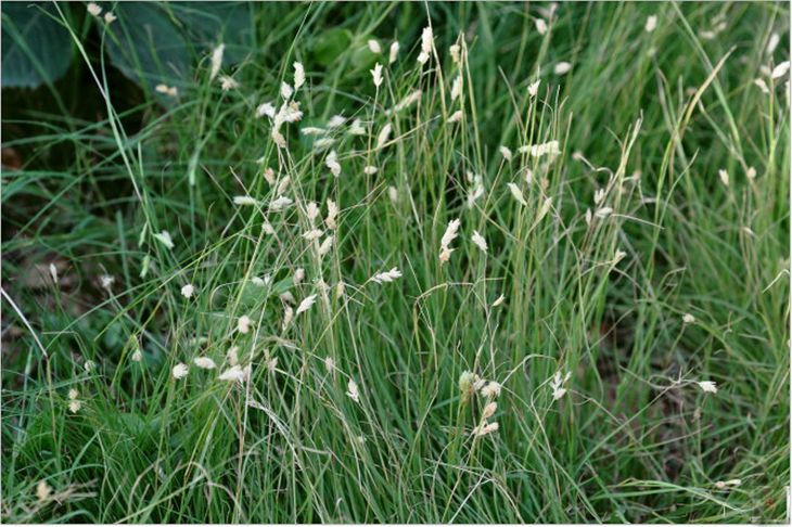 野牛草种子 野-牛草种子  野草种子四季常青草籽护坡固土耐寒