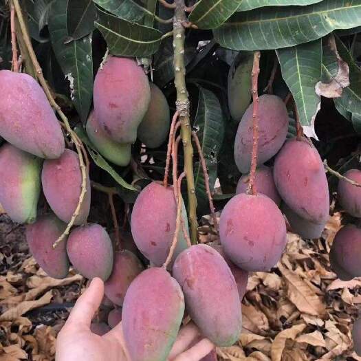 田东县 红贵妃芒果树苗、红金龙芒果树苗、贵妃芒果苗