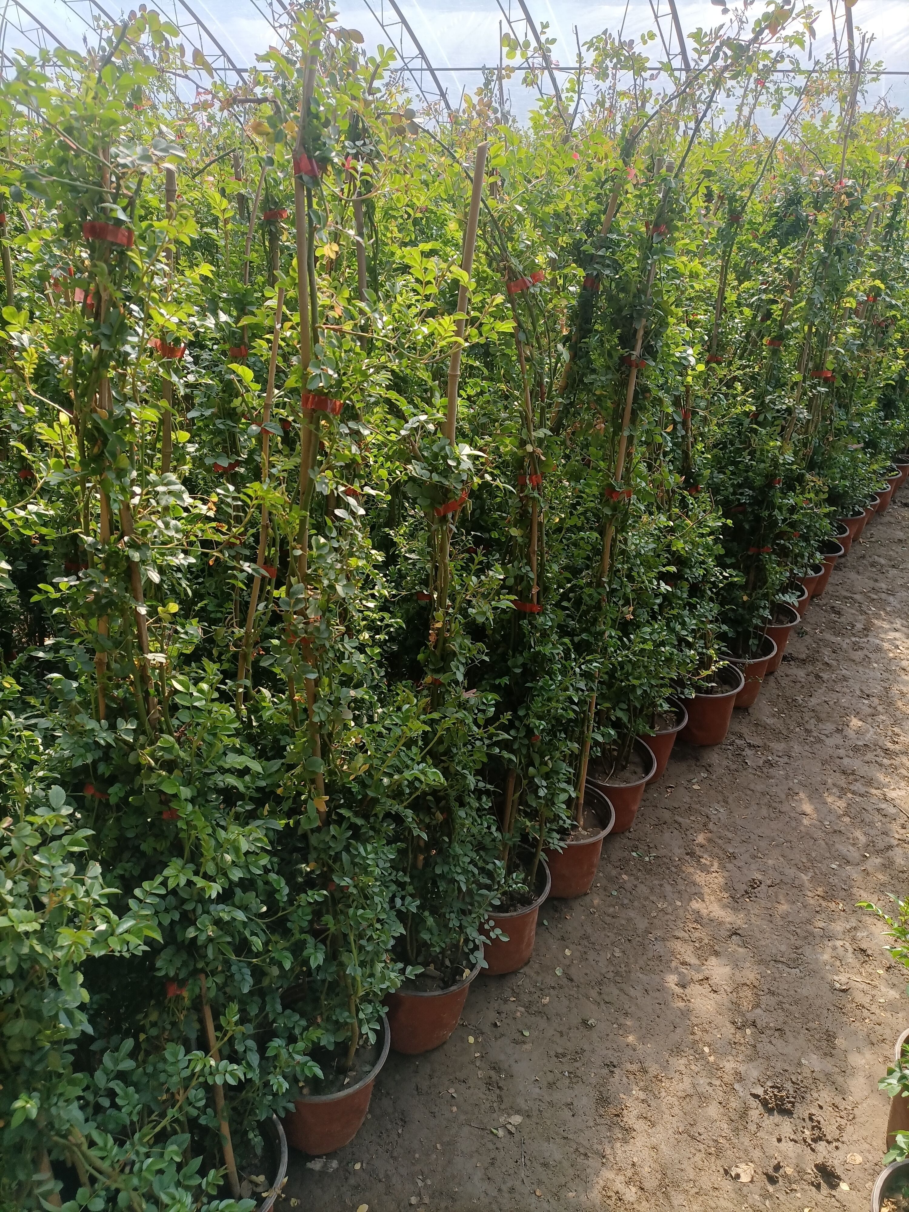 红花蔷薇 蔷薇花基地直销 小直条适用于绿化园林 价格优惠