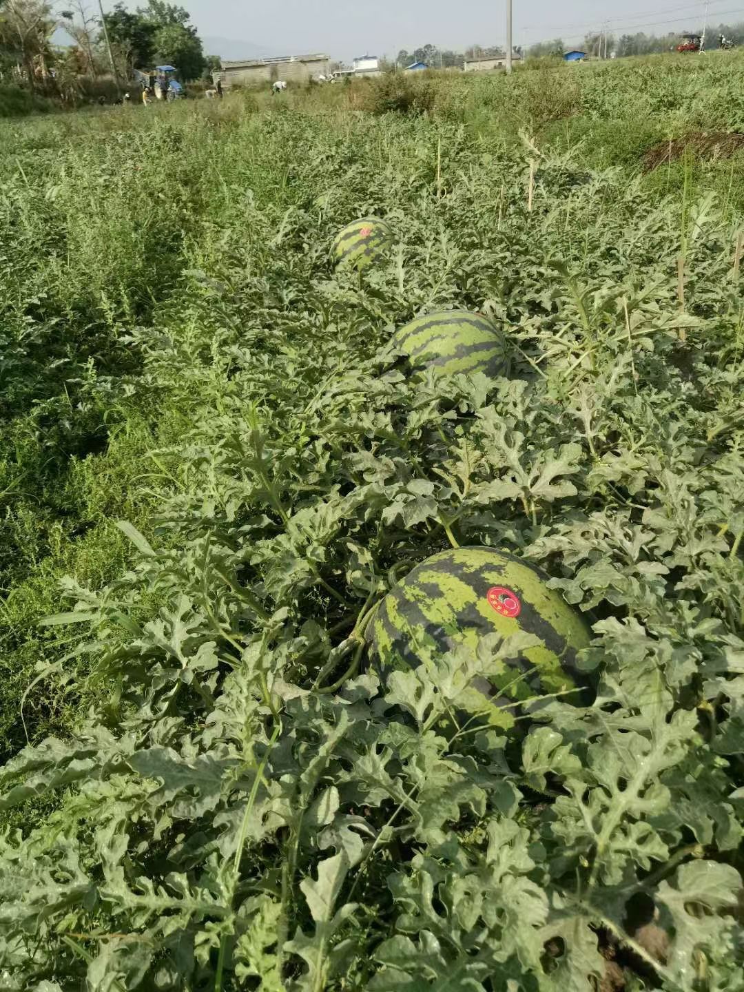 云南陆地小甜王，价格实惠