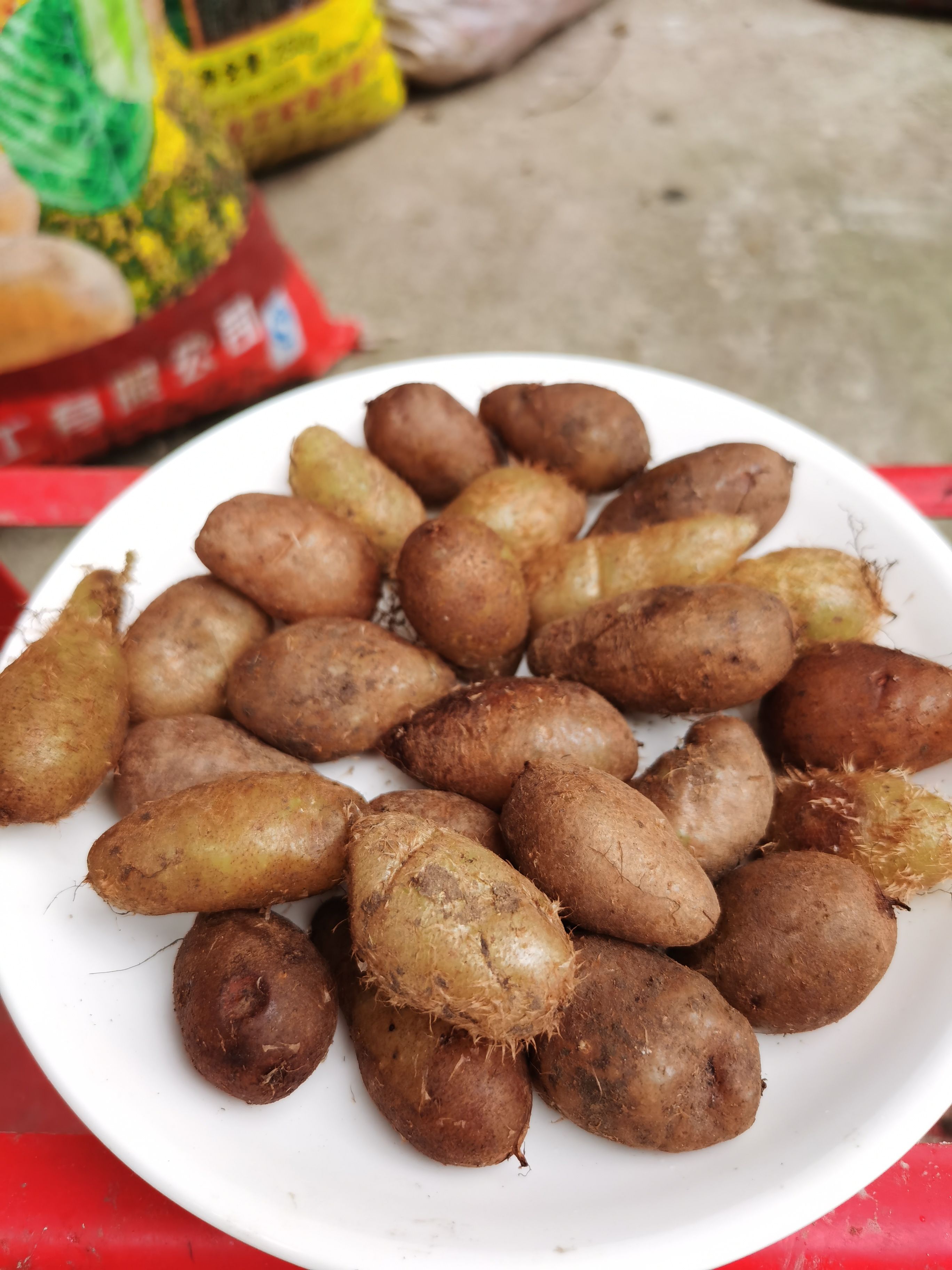 贵州新鲜石黄皮中药材 深山现挖精选肾蕨子果化狗儿