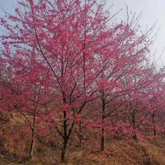 福建山樱花    樱花