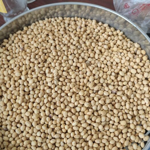 天门市早熟537  天门早豆537 生大豆 1等品