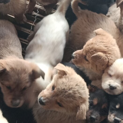 梁山县 大型狗苗。杂交狗。土狗。狗苗