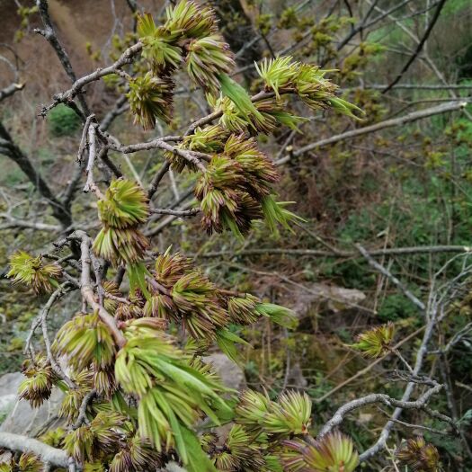 康县针型杜仲雄花