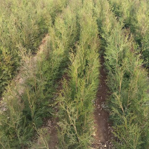 绛县圆枝侧柏 1---3年裸根侧柏苗，营养杯侧柏苗！大田定植侧柏