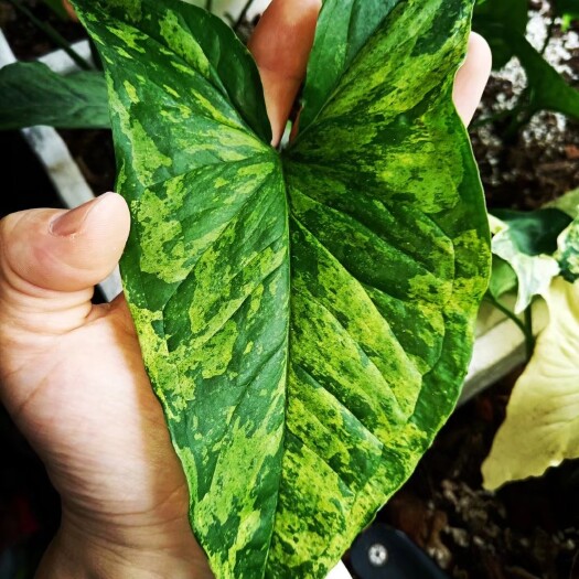 深圳泼墨合果芋