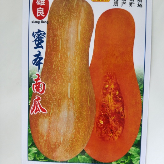 南宁蜜本南瓜种子 密本南瓜种子搭架南瓜种子爬地南瓜种子