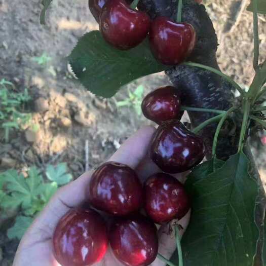 平邑县黑珍珠苗 车厘子黑珍珠樱桃苗