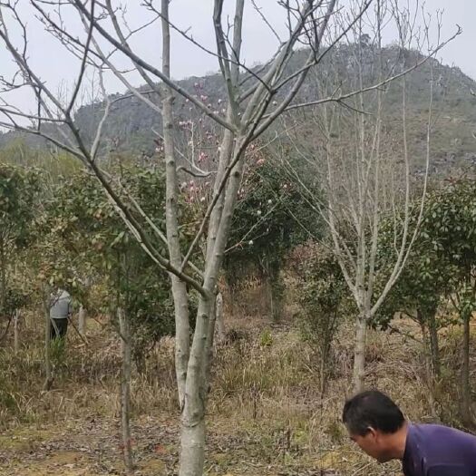 乐昌市紫玉兰