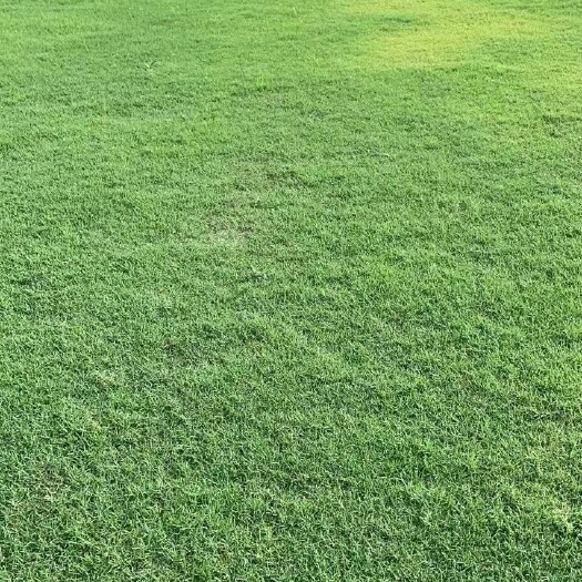 句容市 常年批发销售各类绿化草坪沙坪果岭草、混播黑麦草、百慕大、