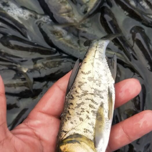 宾阳县花白鲢 大量供应大头鱼需要的老板联系我