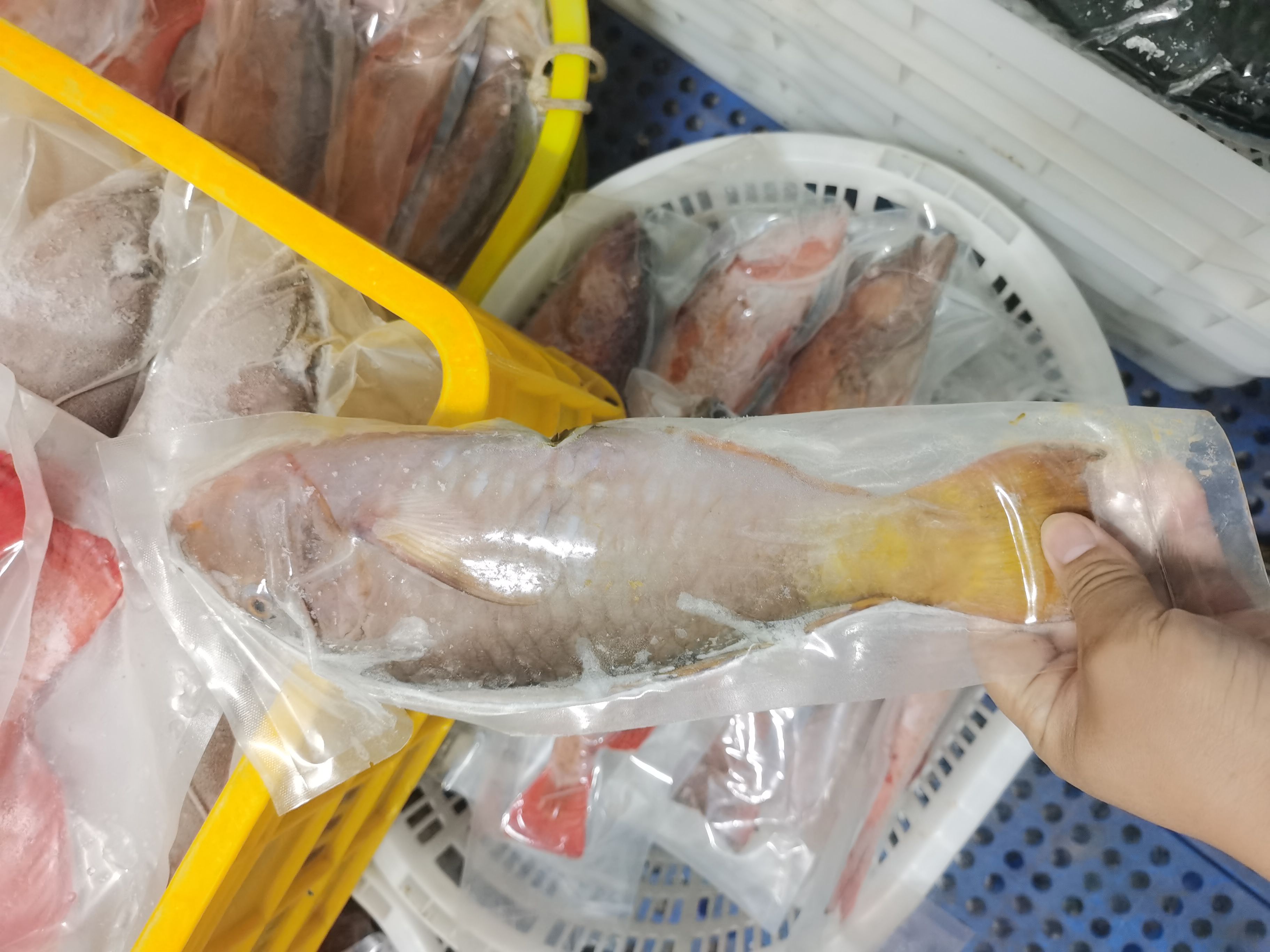 琼海市黄尾白衣鱼  黄尾鱼-西沙黄尾鱼批发-冷冻粉衣鱼供应