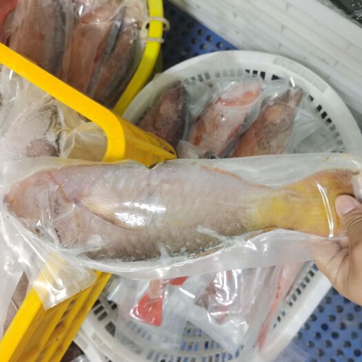 琼海市黄尾白衣鱼  黄尾鱼-西沙黄尾鱼批发-冷冻粉衣鱼供应
