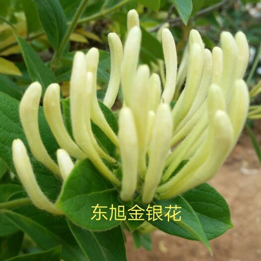 平邑县北花一号金银花苗  北花一号二年苗 大型基地直销  包技术成