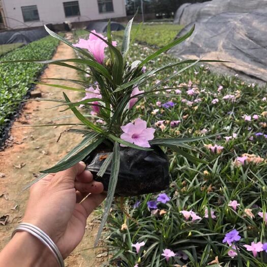 漳浦县蓝花莉