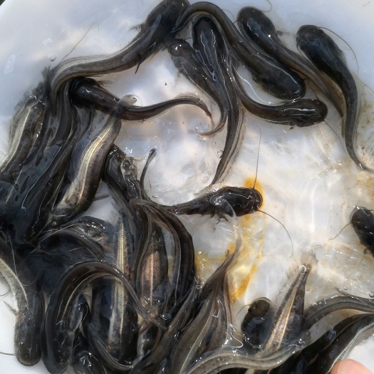 博罗县鲶鱼苗 优质鲶鱼，大口鲶鱼，