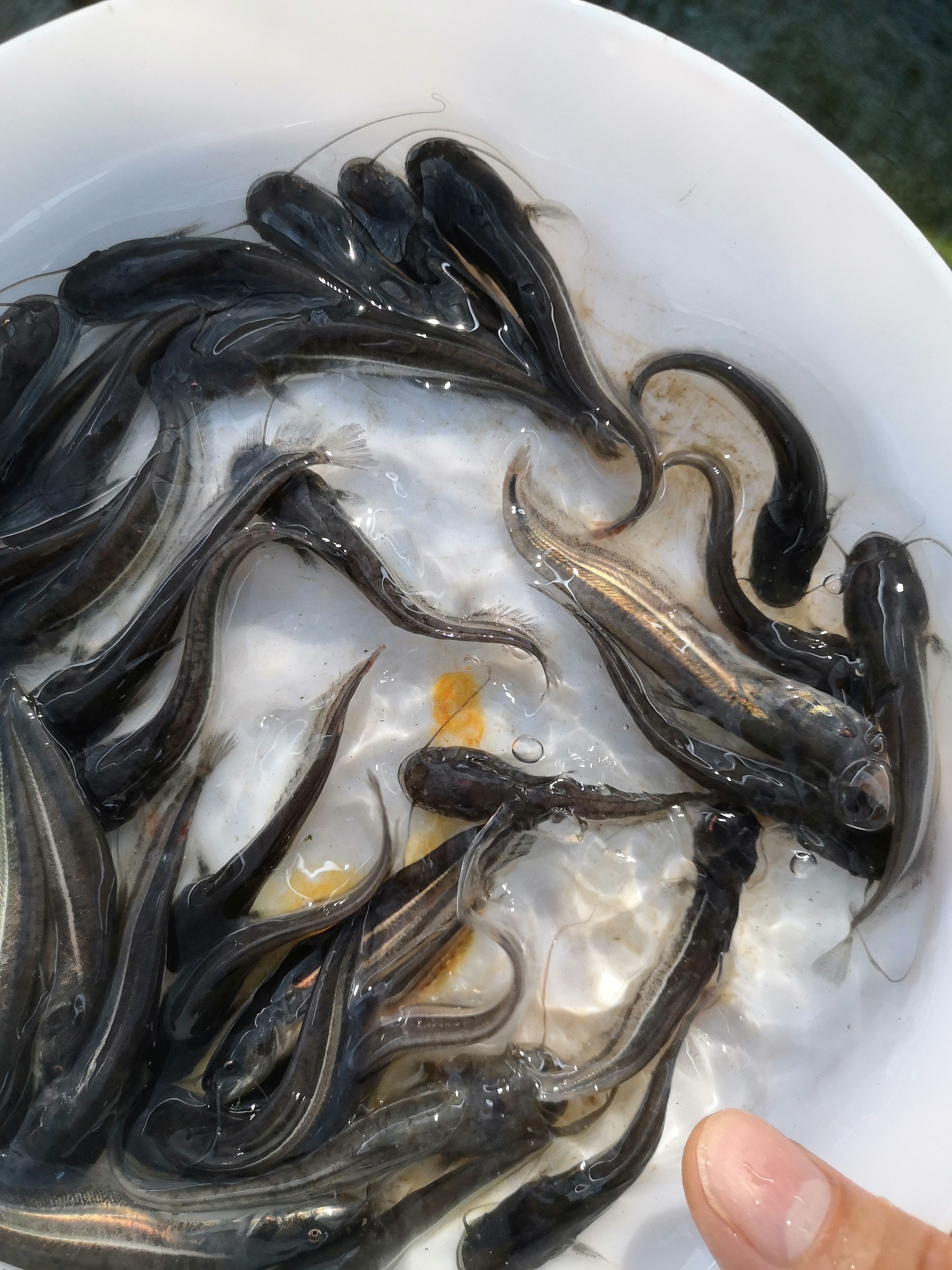 鯰魚苗 優(yōu)質鯰魚，大口鯰魚，